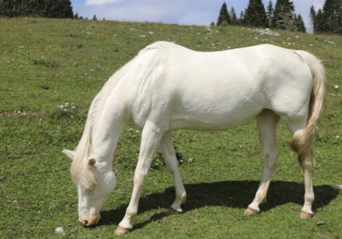 1930年属什么生肖
