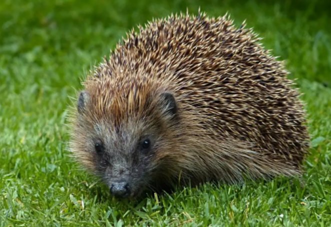 蛇类的十大天敌克星