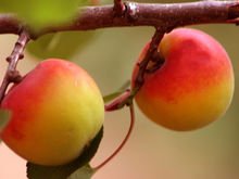 杏树有多少品种，最好列举几十种