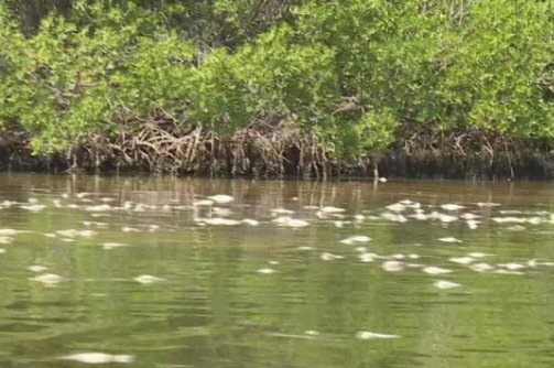 日本北海道发生赤潮，近九成海胆死亡，海胆的尸体将如何处理？