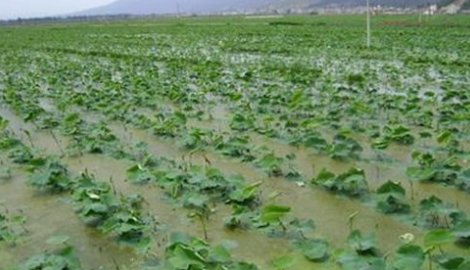 深水藕和浅水藕分不清，深水藕和浅水藕有什么区别？