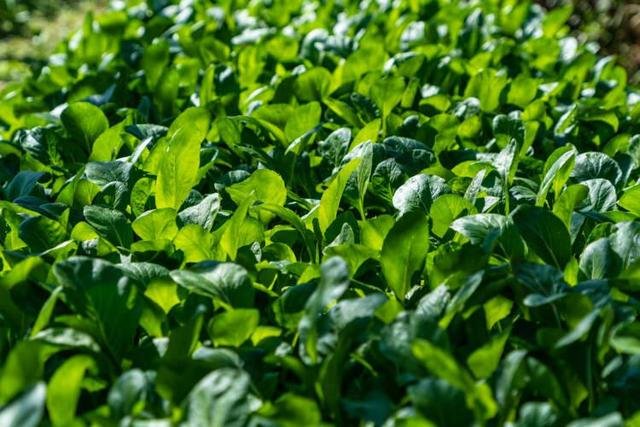 男子在非洲把上海青种成了万年青，当地是否适合这种蔬菜的生长？