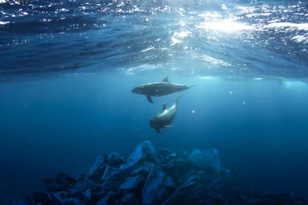 如何看待瑞典环保少女态度含糊回应日本事件？