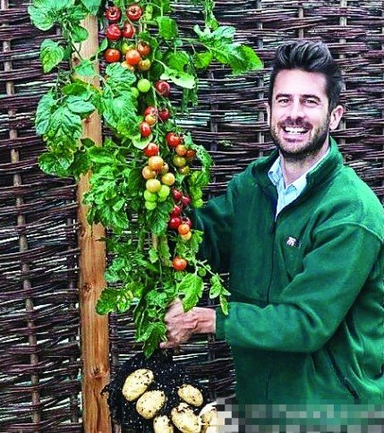 听说最近英国科学家培育了新的物种：番茄与土豆共生的奇葩，到底神马情况呢？