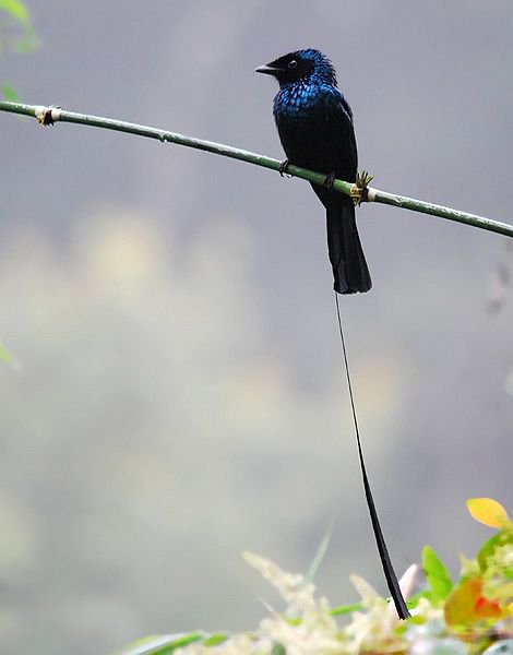 小盘尾的保护级别