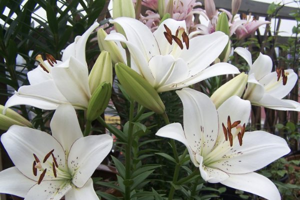 高考结束买什么花