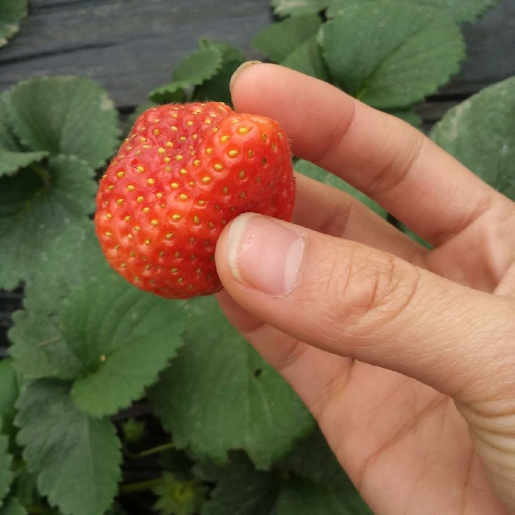 薄荷双生的作者简介