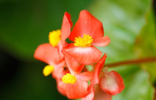 夫妻海棠怎样插秧