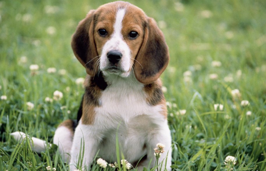 气象一新打生肖