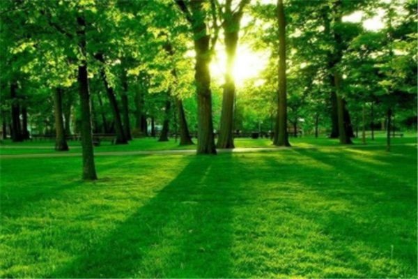 广西北海红树林大片消失，是何缘故导致？