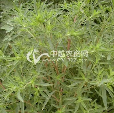 木地肤的栽培技术