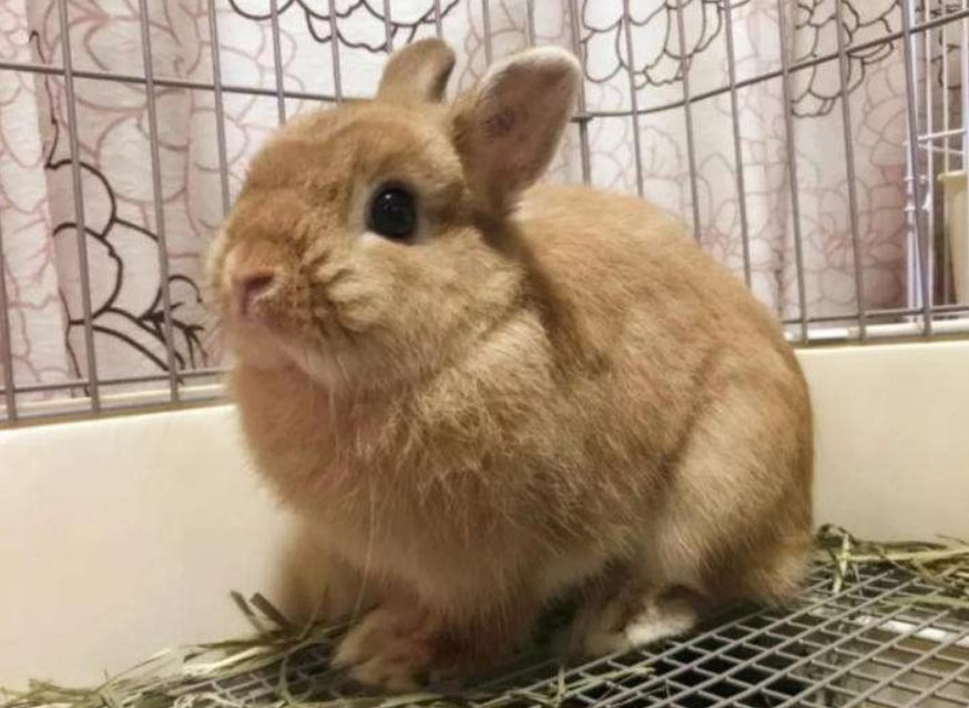 宠物店剪掉出售兔子耳朵的原因是什么？