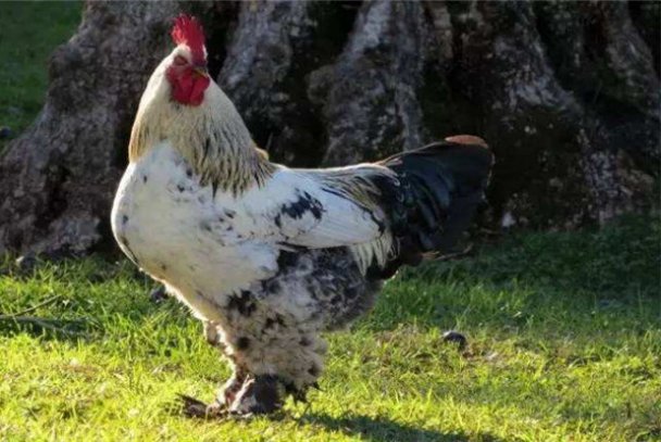 东海一朵花,牵藤西山洼,花开人出门,花谢人回家是什么生肖