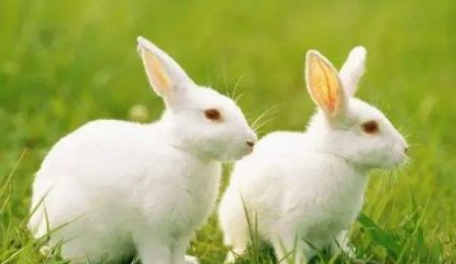 豆蔻年华伍月天是什么动物