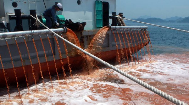 日本北海道发生赤潮，近九成海胆死亡，海胆的尸体将如何处理？