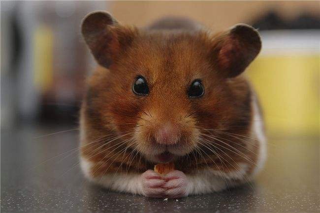 福州一男子网购三只松鼠零食，收到时竟多出一只仓鼠，最终是如何安置它的？