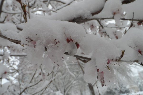 四月飞雪是什么兆头