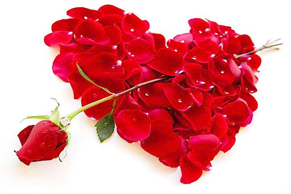 怎么制作干玫瑰花瓣？