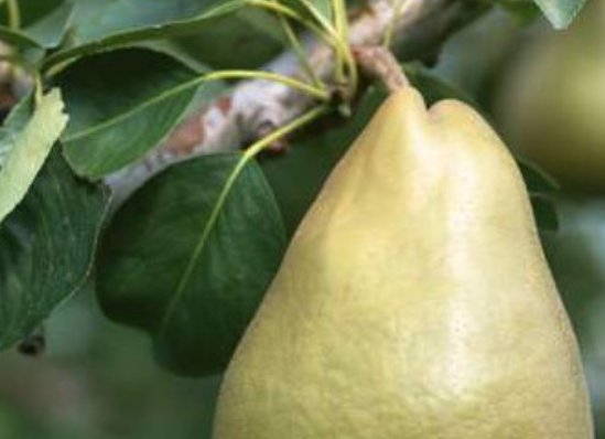 有哪些不能上供的水果？