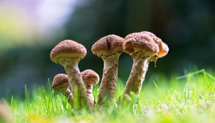 云南一蓝莓地一夜长出百斤茶树菇，这种蘑菇可以食用吗？