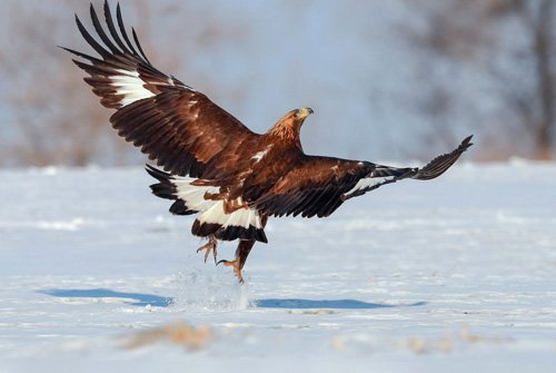 造句：北风像什么什么