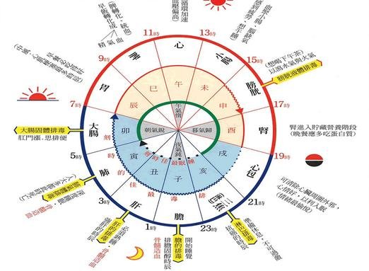 生理时钟的介绍