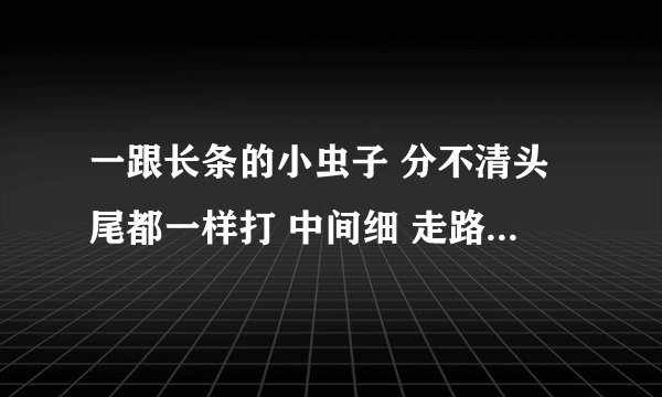 一跟长条的小虫子 分不清头尾都一样打 中间细 走路是翻滚的一跟长条的小虫子 分不清头尾都一样打 中间细