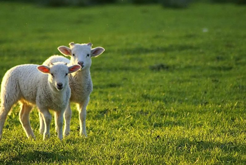 胸怀宽阔是指什么生肖