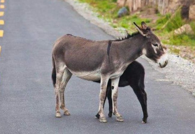 想知道驴三件是什么？