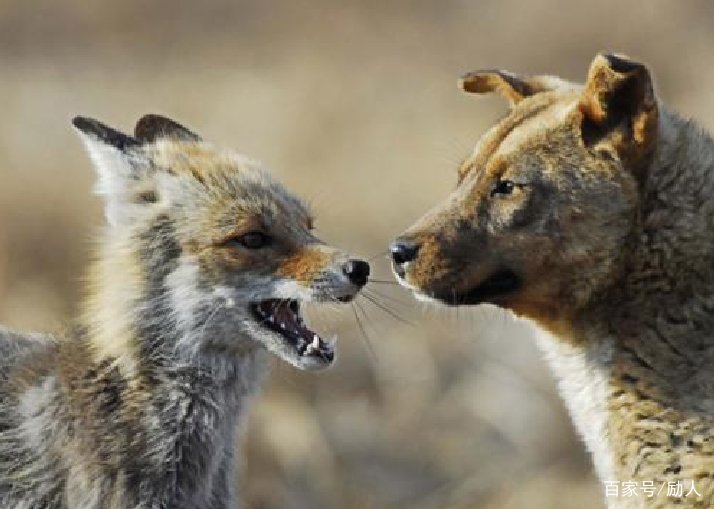 骂人的四字成语,骂人的成语,用成语骂人