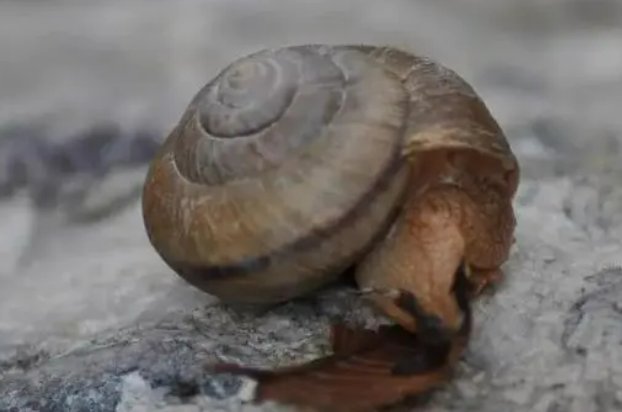 蜗牛的种类有哪些