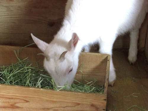 大妈闹市放羊啃食绿化带,被制止为何还能理直气壮?