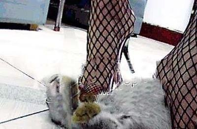 北大虐猫狂的介绍