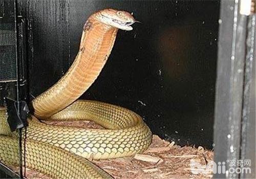 帝皇眼镜蛇王的分布地区