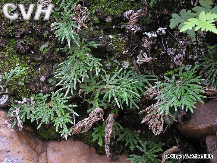 旱生卷柏的形态特征