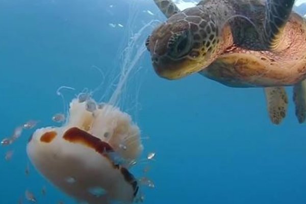 意大利海域遭水母入侵，水母喜爱生活在什么环境下？