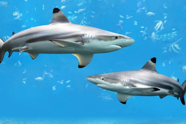 被称为海中狼的动物