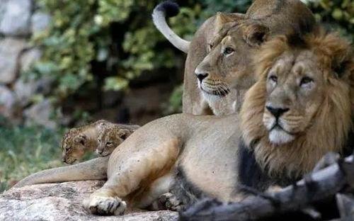 瑞典首例猫科动物感染新冠病毒，当地采取了怎样的举措？