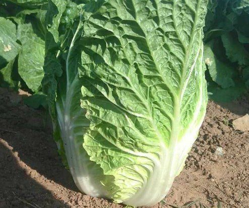 韩国大妈吐槽白菜比中国贵十倍，韩国的物价整体都偏高吗？