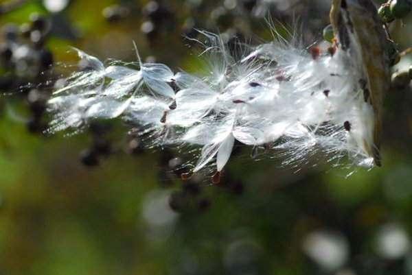 什么植物用风传播种子方法