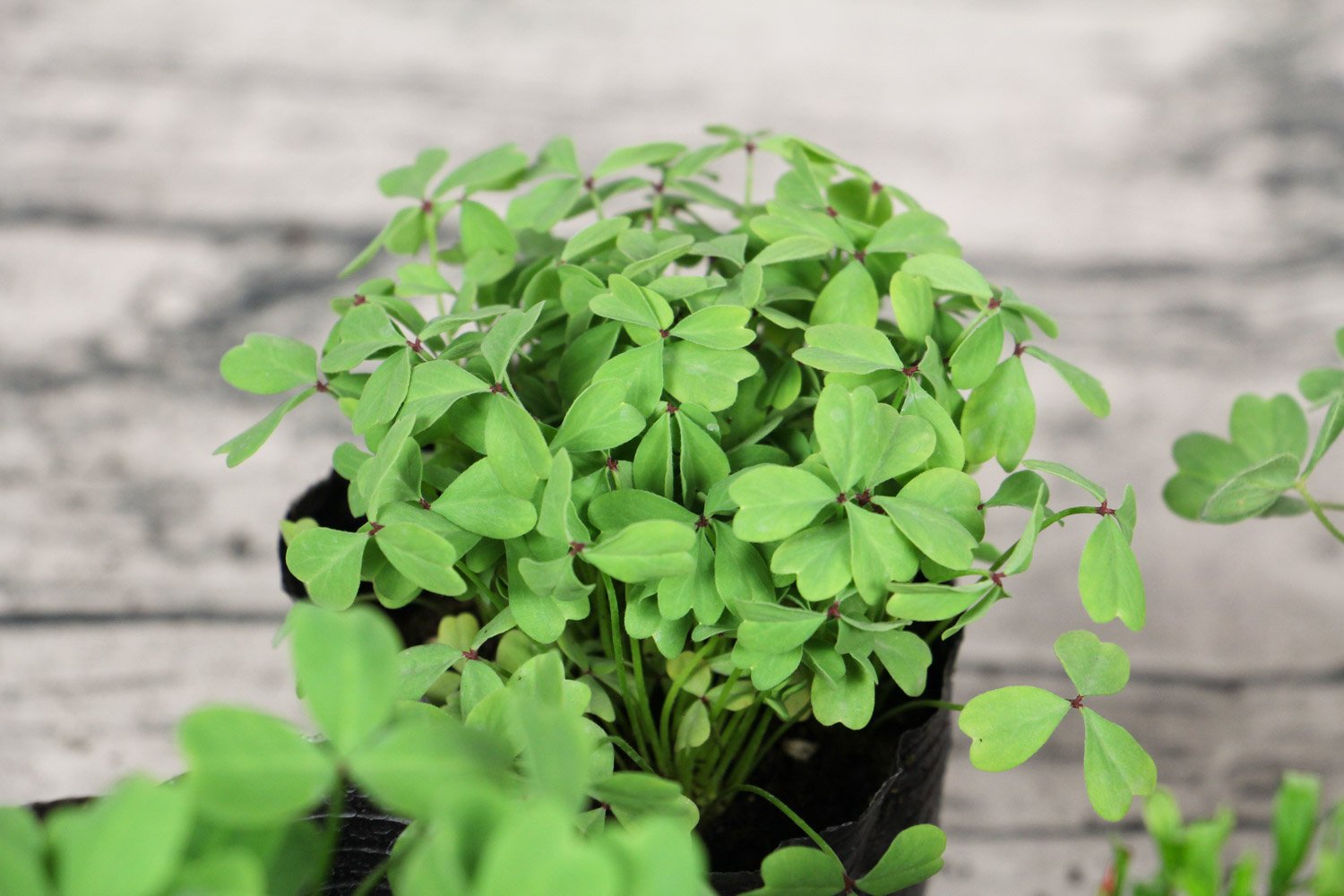 家庭可以养殖的植物中，有哪些是三瓣叶子的？