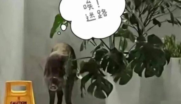 杭州野猪冲进商场厕所，被五个人打晕制服，是否有造成人员伤亡？