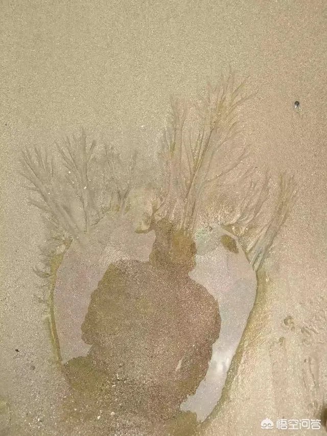 威海乳山银滩怎么样？