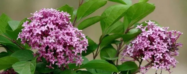 丁香花什么颜色