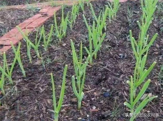 大蒜种植用什么肥料？