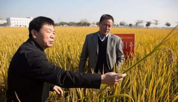 国家科技奖3项授予“水稻科学家”预示着什么？