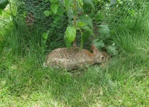 怎样找到野兔子窝 抓住野兔的方法有哪些