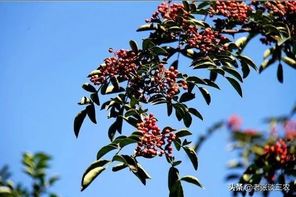 种花椒前景如何？