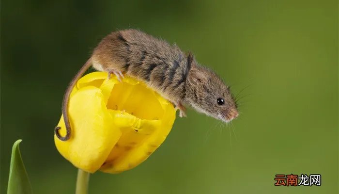 鼠的四字吉祥语 关于鼠的四字词语