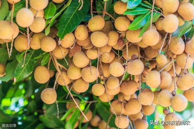 中国最出名的龙眼产地是哪里